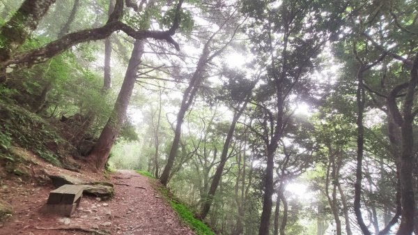 檜山巨木森林步道1779507