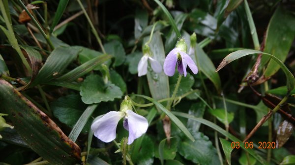 再度槓龜 !868782