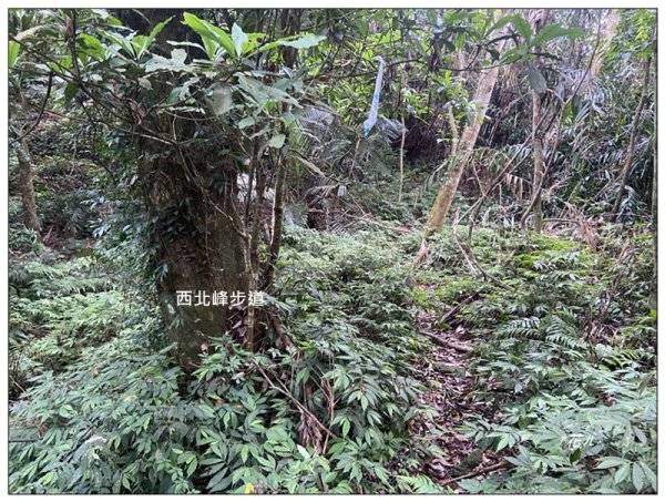 關刀山 (南入口)、關刀山西北峰 連走2804136