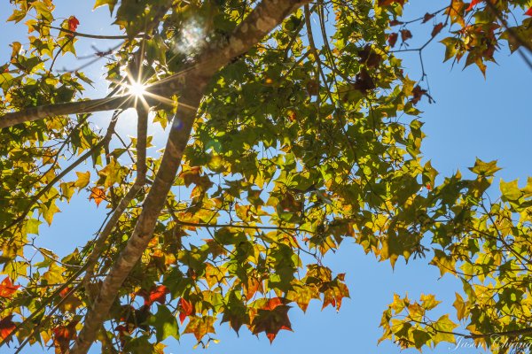 [苗栗]馬那邦山2355185