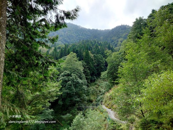 【新竹】觀霧森林遊樂區：檜山巨木群步道2397416