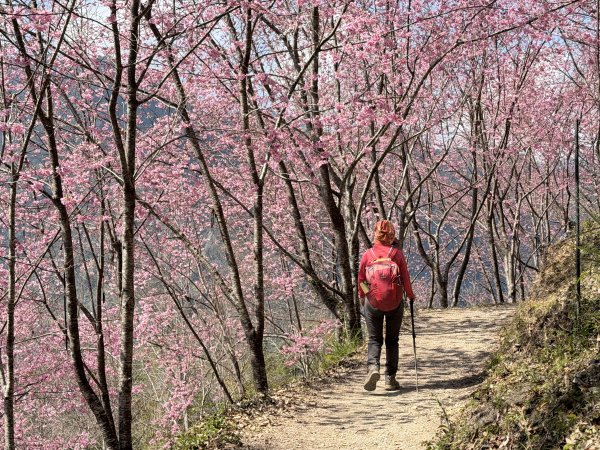 司馬庫斯巨木步道+櫻花祭202602193009447