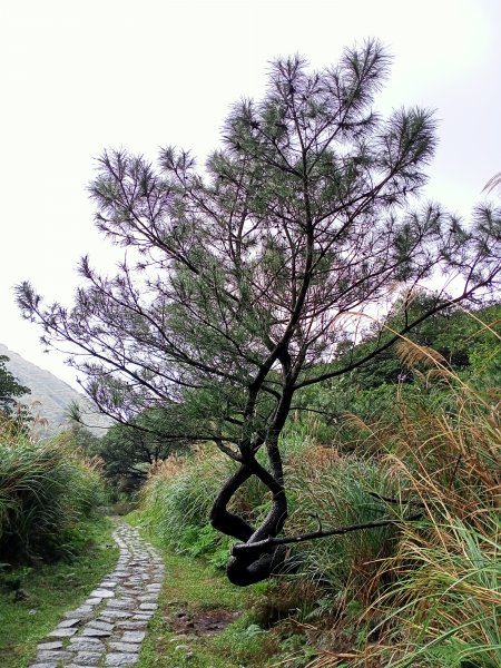 【臺北大縱走 3】細雨漫步絹絲瀑布步道→擎天崗環形步道→冷擎步道1535753