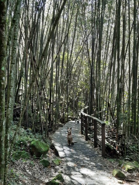 《嘉義》靜謐森林｜迷糊步道+福山古道202101231245304