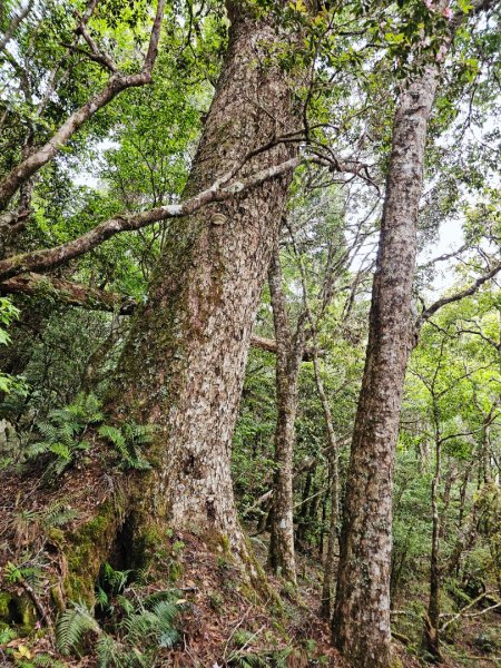 卡拉寶山-小百岳#86-花蓮縣秀林鄉2796170