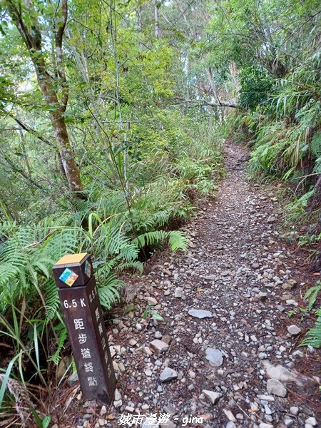 【台中和平】清風徐來蟬鳴聲。 谷關七雄~馬崙山步道2324407