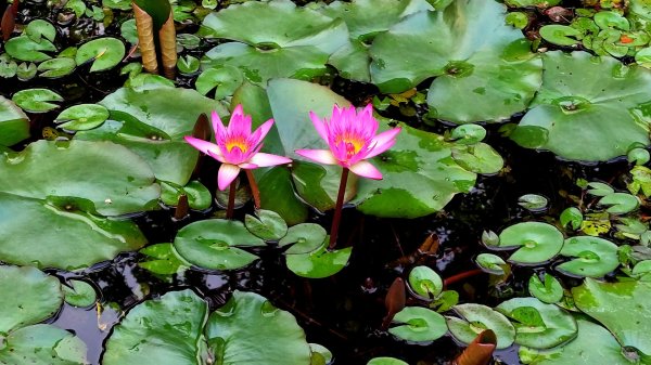 新北萬里丁火朽山、八斗山連走2768643