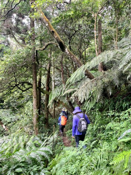 【小百岳集起來】#011 姜子寮山, 又稱“三角架山”, H729m1497181