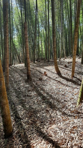 《南投》竹林台灣杉｜溪頭山竹崙山志騰山O繞202302182035822