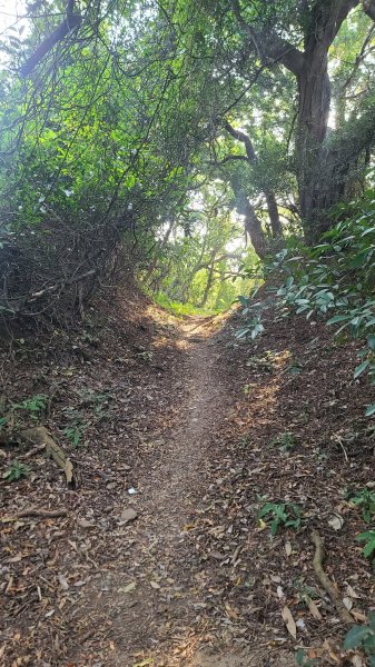 2026-0118新竹新埔文山步道2984642
