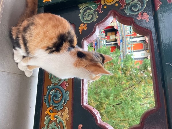 西藏♥️可愛動物🐎人物寫真/拉薩旅拍/美食2903001