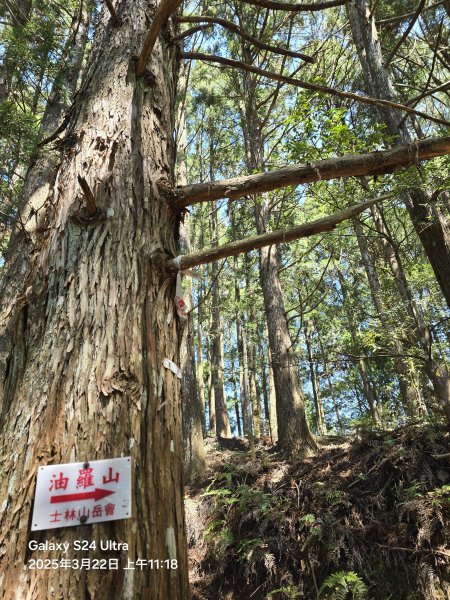 2025-03-22油羅山步道2743414