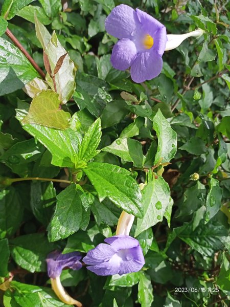 公園尋花問草趣-內湖瑞陽、安湖三號、大港墘、師大公園、師大夜市、大稻埕【走路趣尋寶, 全臺齊步走】2186272