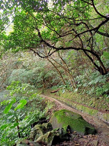 【南山神壽任務尋寶趣】流水潺潺的坪頂古圳親山步道→清風亭→大崎頭步道1591375