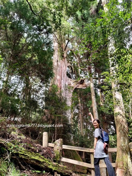 【新竹】觀霧森林遊樂區：檜山巨木群步道2397397