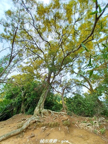 【台中北屯】走步道洗塵心。 No42小百岳南觀音山x青春嶺2196466