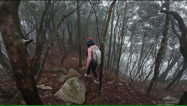 台中 鳶嘴稍來山O繞+稍來神木2989468
