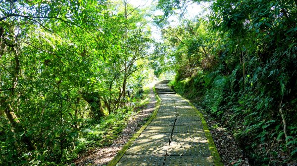 《踏莎行・貓空魯冰花》2710648