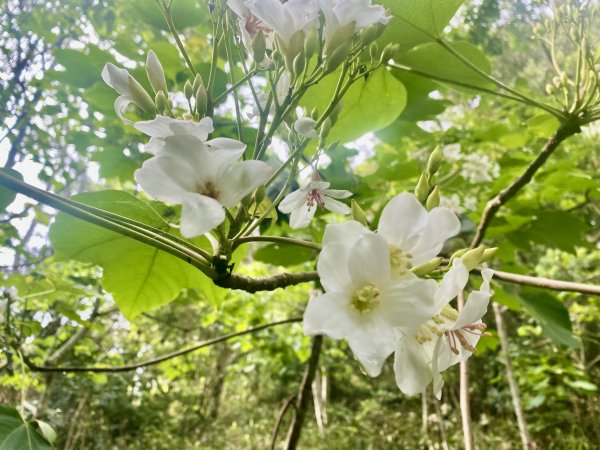 高雄桃源連走塔羅留山他果晏山南我丹山    2022/4/201683146