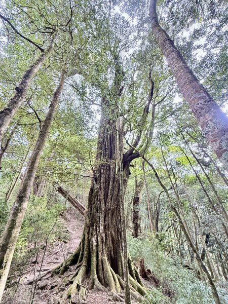 撒落一路楓紅-稍來山    2026.01.012976372