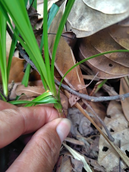 東埔走八通關古道訪龍貓公車繞對關山O型2962783