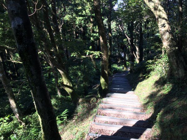 東眼山自導式步道1056500