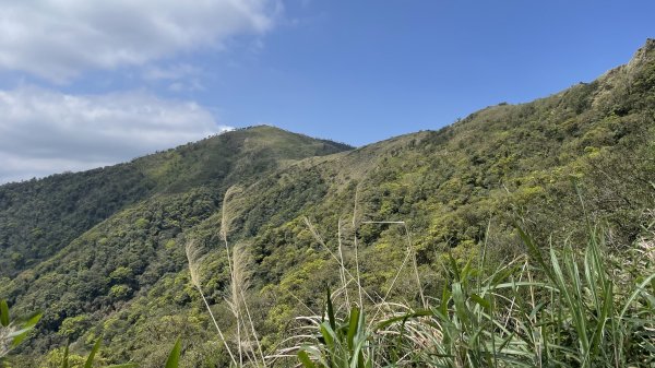 聖母登山步道（抹茶山）2458329