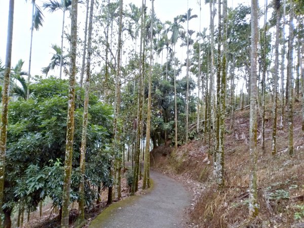 大巃頂步道(紅南坑森林古道)789415