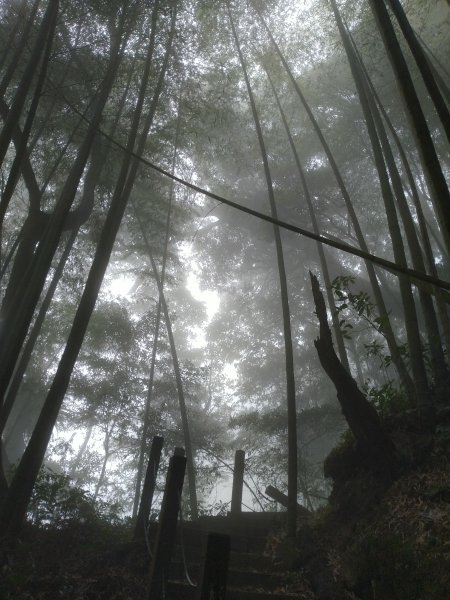 2023-02-26 登嘉南雲峰巧遇草嶺櫻花季2043963