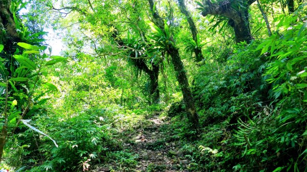 雙溪下坑古道2859475