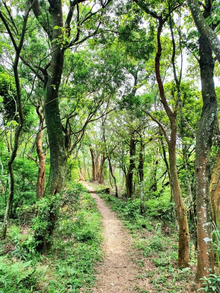 鳶嘴山，醜崠山，長壽山，榛山步道，三員縱走，文林古道，高梘頭山，糖塔山，鐘樓古道1691607