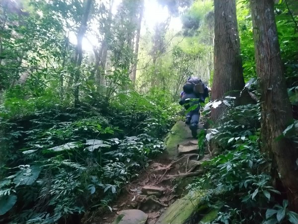 溪頭 南鳳凰山 天文台 神木O型 869810