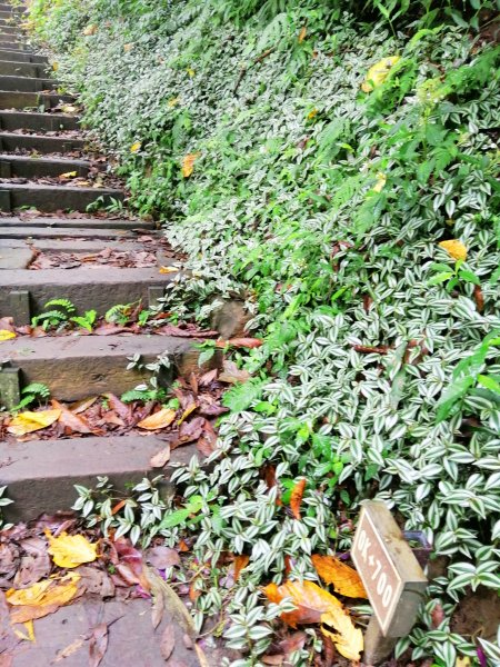 台南東山~山上尋悠。 #65小百岳崁頭山915992