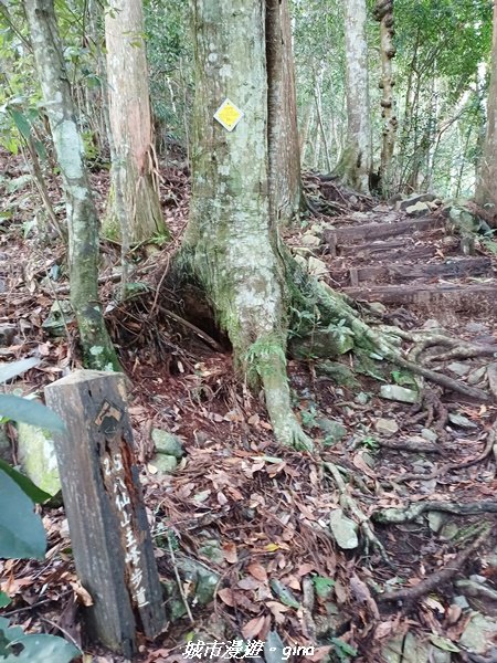 【台中和平】在虐腳的陡上中持續前進。 谷關七雄-八仙山主峰步道2367690