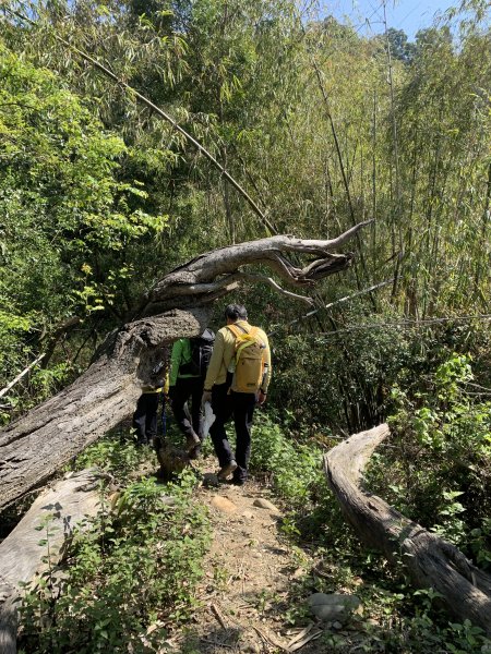 20250322南投松柏坑山-大棚山2745857