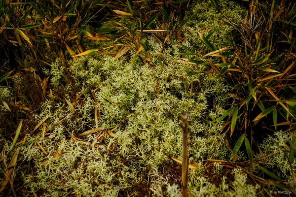 [冬訪大霸聖山岳參行]-榮耀桂冠B'bu' Papak聖稜精選輯2974827