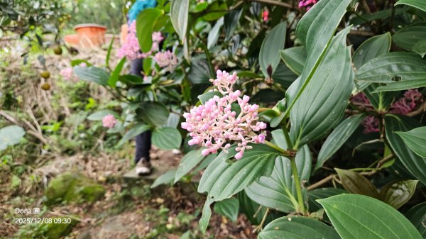 20251208雞寮坑山南稜線O走+鹿寮坑濕地賞景採果2969017