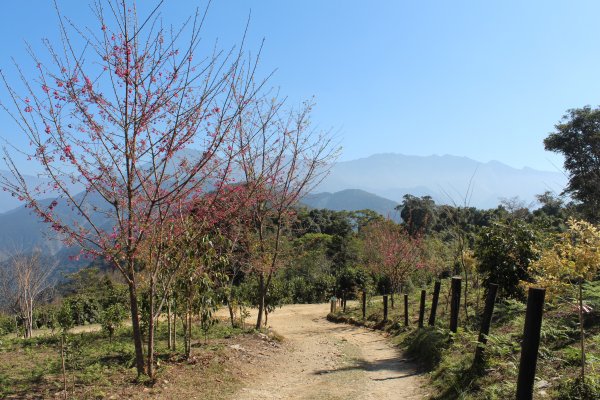 20210206高雄二集團山及櫻花公園1262863