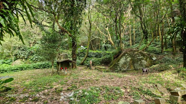 陽明山系的瑞泉、林市、富士坪古道O型走2377398