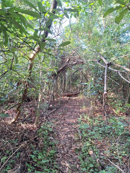 冬山梅花湖中山步道+大陂丘山202509292901674