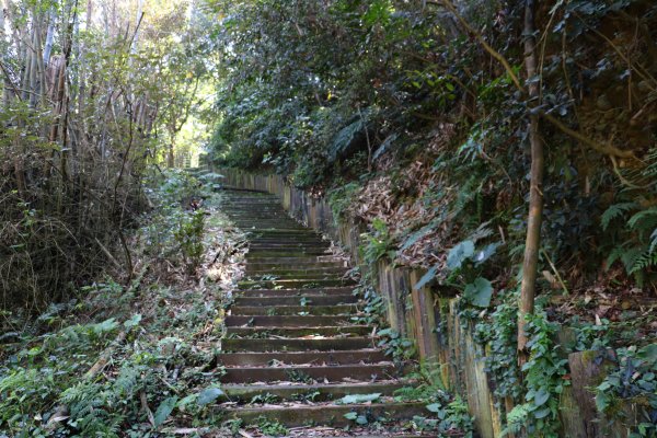 藍天綠意練腳力。 坑內坑森林步道781860