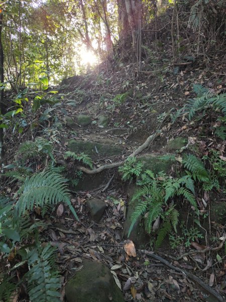 2024.11.29 騎龍山+騎龍古道2990404