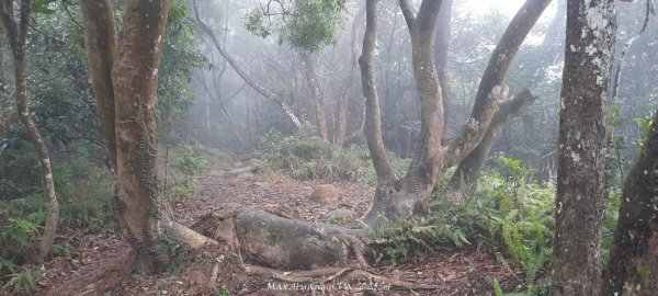 《苗栗》霧雨寒流｜三義三角山步道202512252969225