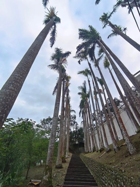 青潭越嶺政大-賞梅花🌸安坑🐦嘴四秀2691720