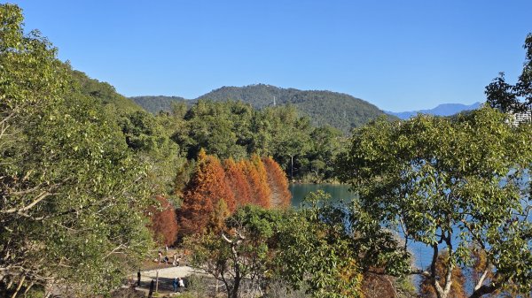 中部最美的落羽松，最美的自行車道，向山遊客中心的落羽松，最迷人的時候，美的不可思議，彷彿置身在潑墨畫2685344