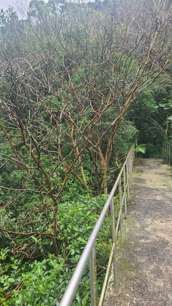 2025-01232淡蘭古道北二段(燦光寮古道到澳底)2696572