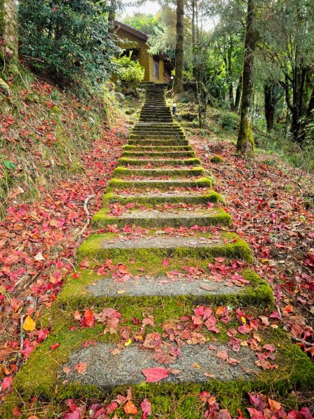 大雪山國家森林遊樂區賞楓／看神木／賞雪白山頭／賞大景2974305