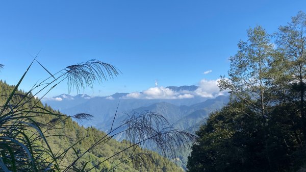 阿里山特富野古道1180077