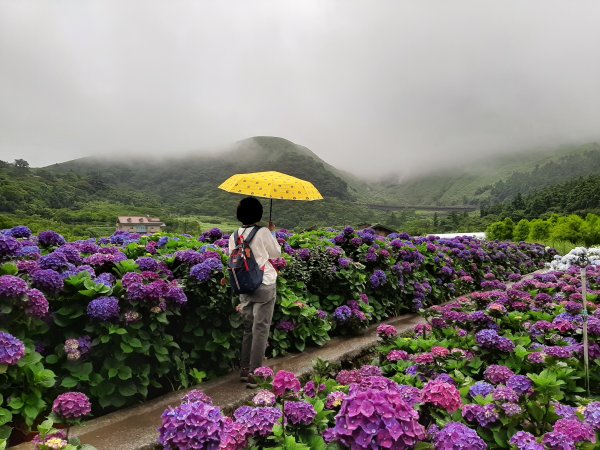 繡球花田繽紛多彩。雲霧飄緲群山間989363