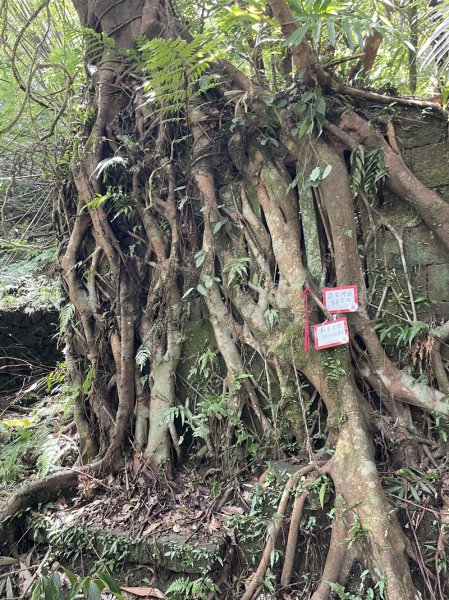 中坑古道西線(張家古厝)封面